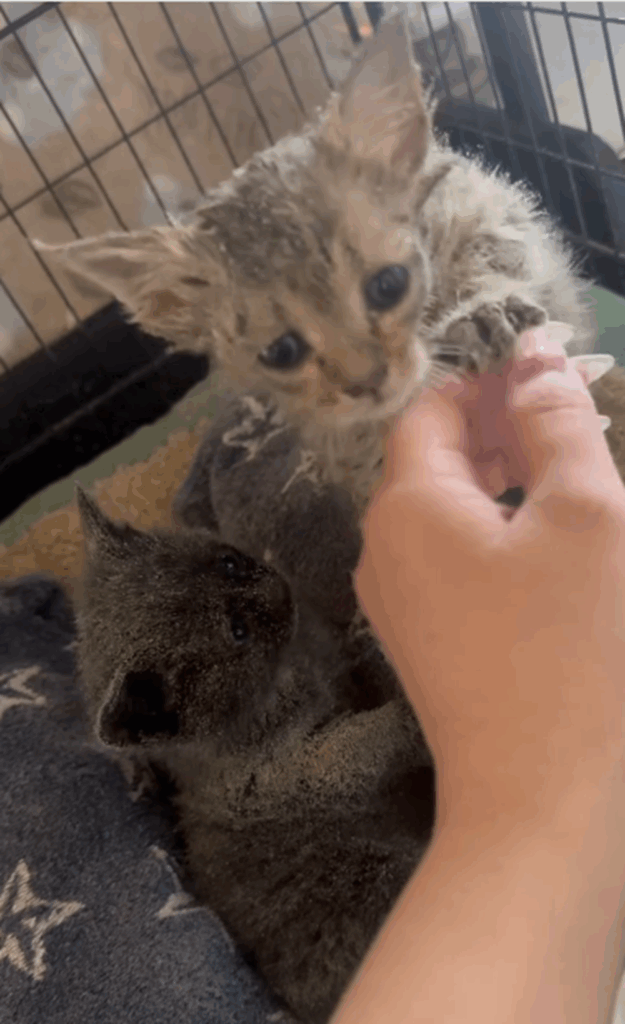 米ぬかでここまできれいに…（@i.nozomi__00さんより提供）