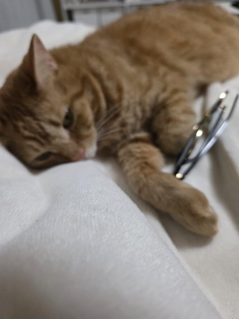 【実際の写真】メガネを抱えて眠る猫ちゃん
