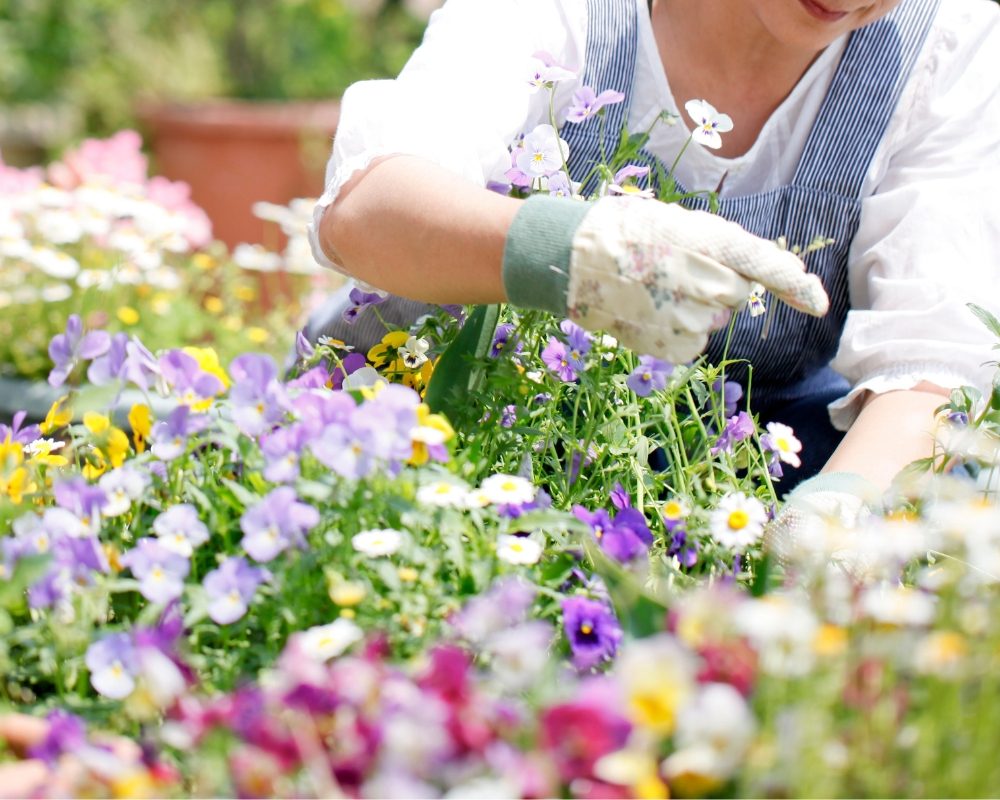 ガーデニングを楽しむ日々