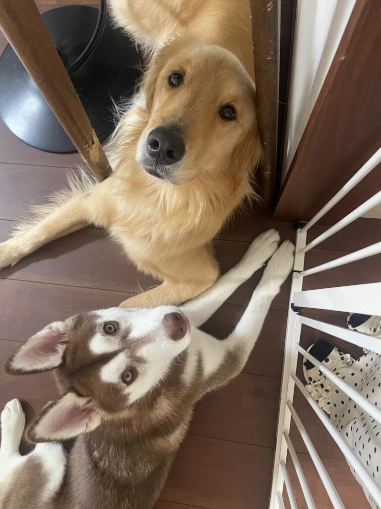 【実際の写真6枚】　リビングで見た光景