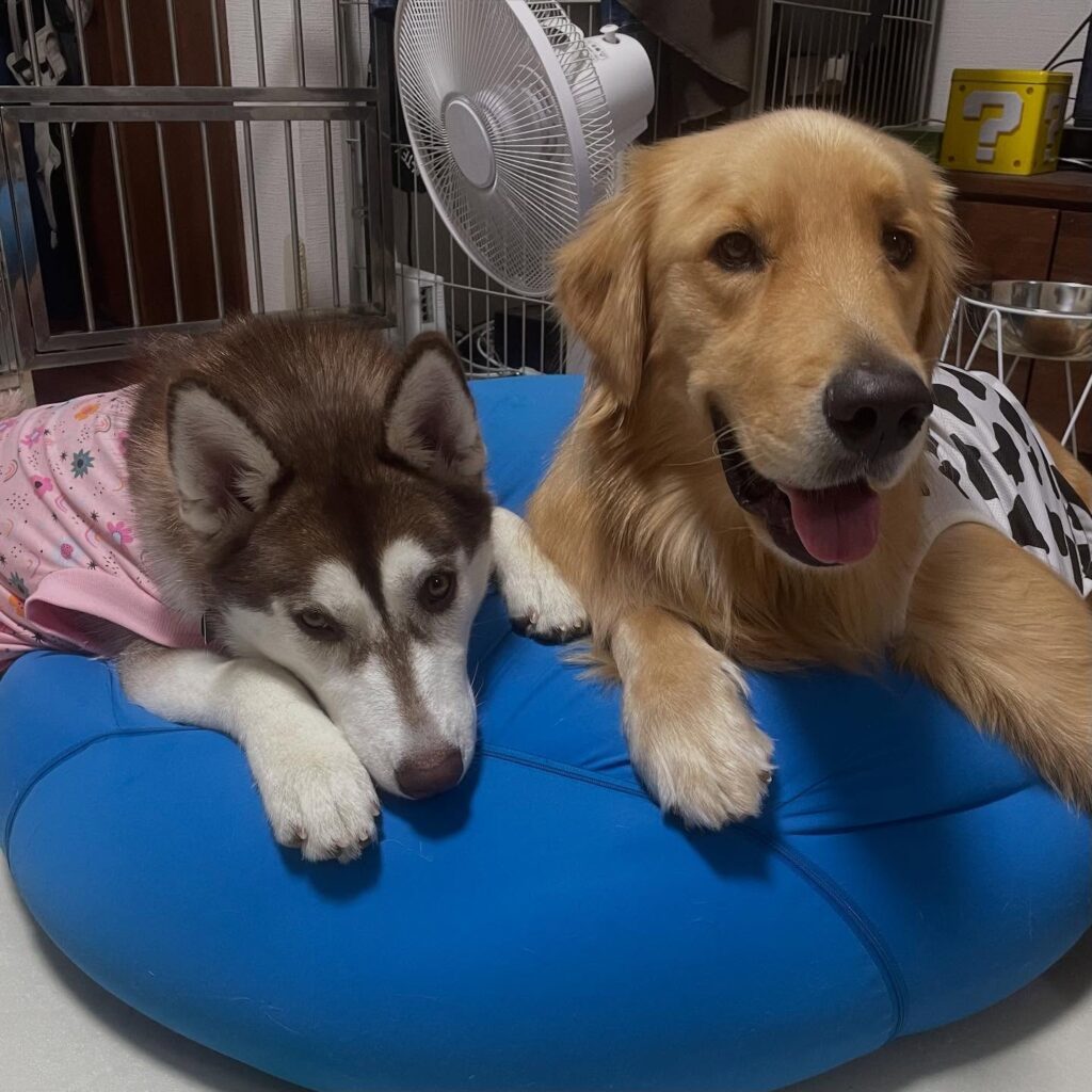 普段の様子③（＠mofu.milk.loveさんより提供）