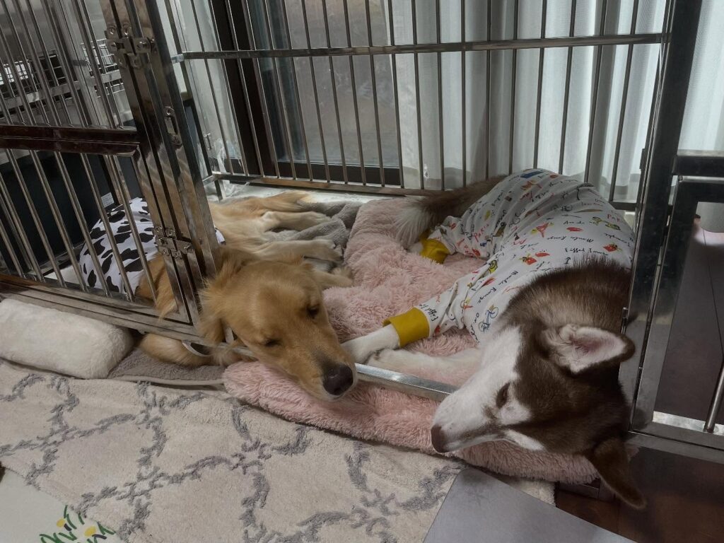 普段の様子①（＠mofu.milk.loveさんより提供）