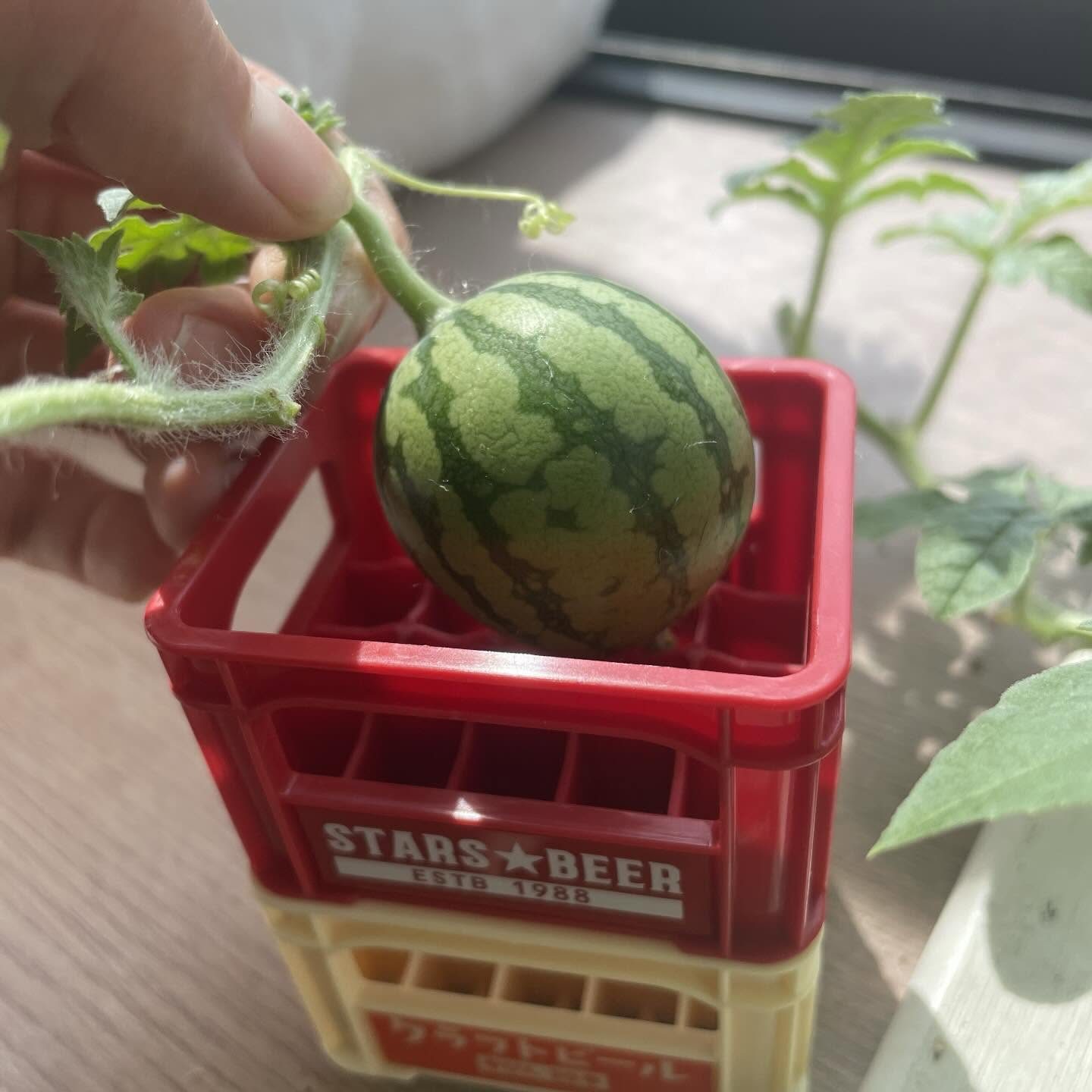 家庭菜園で採れた6cmのスイカ。切ってみると、“まさかの中身”に「ちょっと面白い」「凄いですね」「これは可愛い」