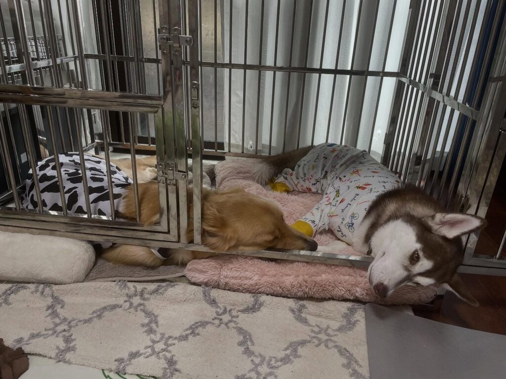 普段の様子②（＠mofu.milk.loveさんより提供）