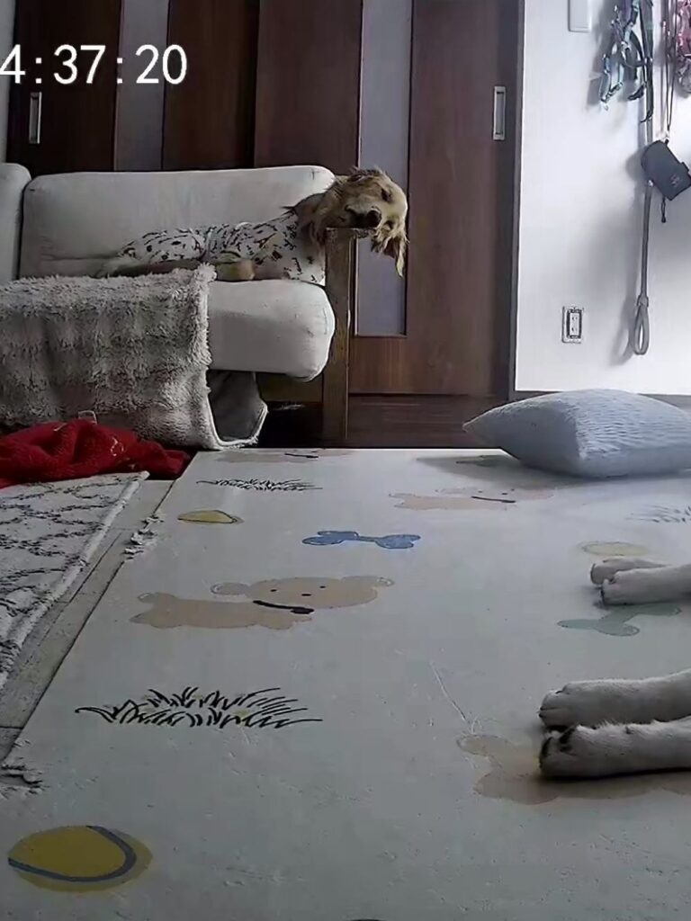 ペットカメラの様子（＠mofu.milk.loveさんより提供）