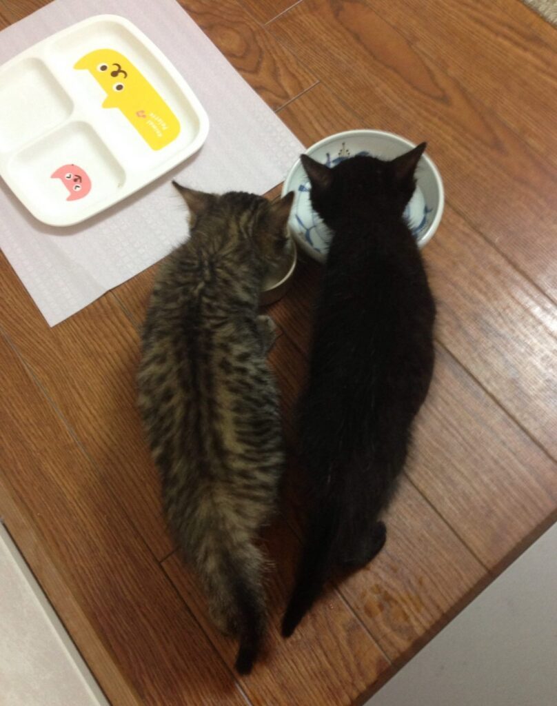 【実際の写真8枚】　10年後の様子