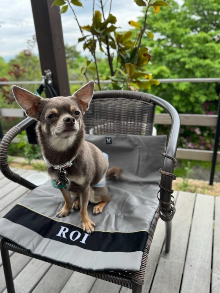 ロイくん（＠porcelarts_lachicさんより提供）