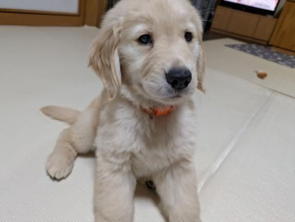 お迎えした当初のいぶきちゃん②（＠kouichikurataさんより提供）