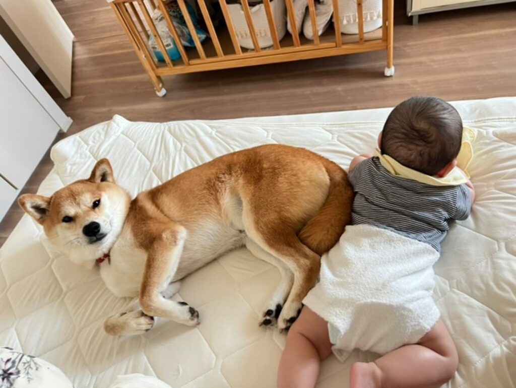 普段のふたりの様子②（@shibainu_amemaruさんより提供）