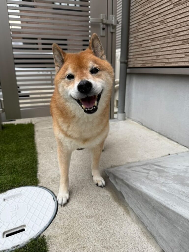 【実際の写真5枚】　飼い主さんが見た光景