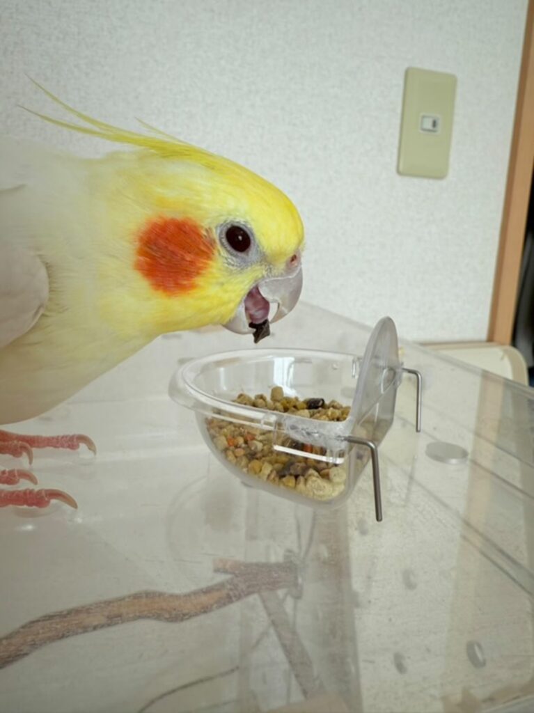 普段の様子③（@piyohiko_okameさんより提供）