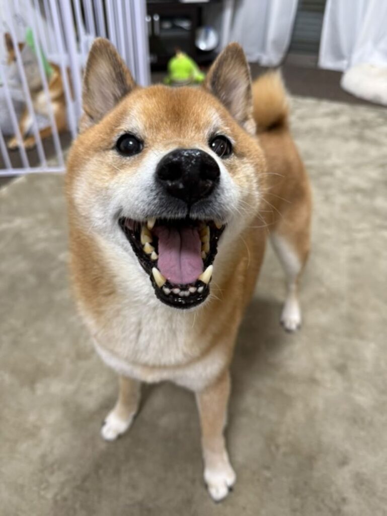 ニコニコなロックくん①（＠shibainurock4869さんより提供）