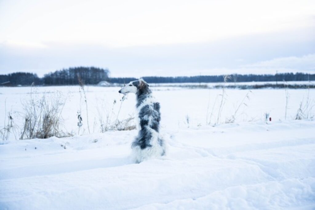 犬たちの普段の様子（@ton_dog_beagleさんより提供）