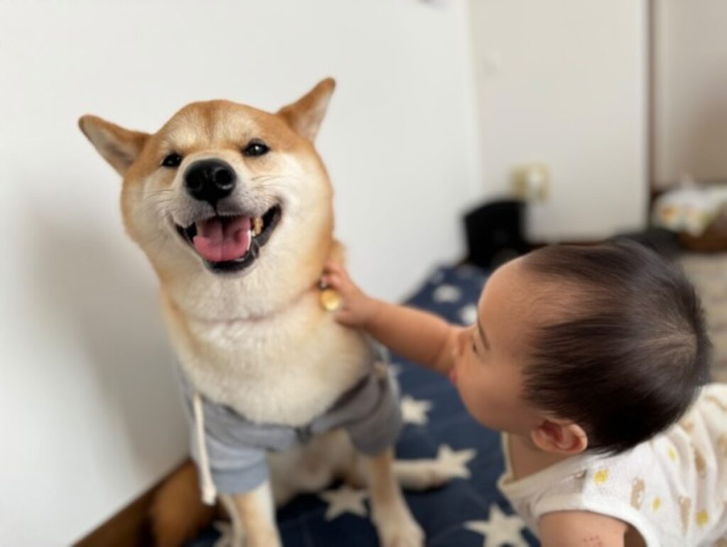 普段のふたりの様子③（@shibainu_amemaruさんより提供）