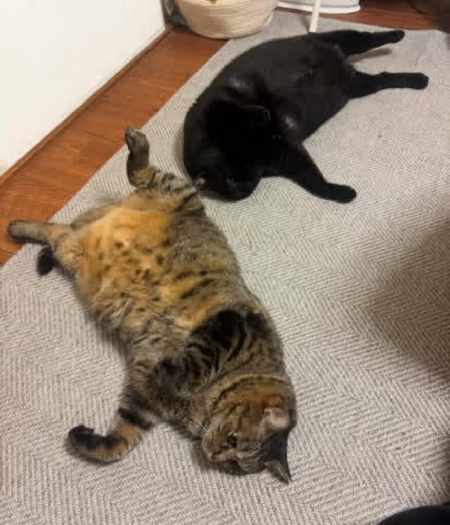 普段の様子③（＠coco_nyanco2さんより提供）