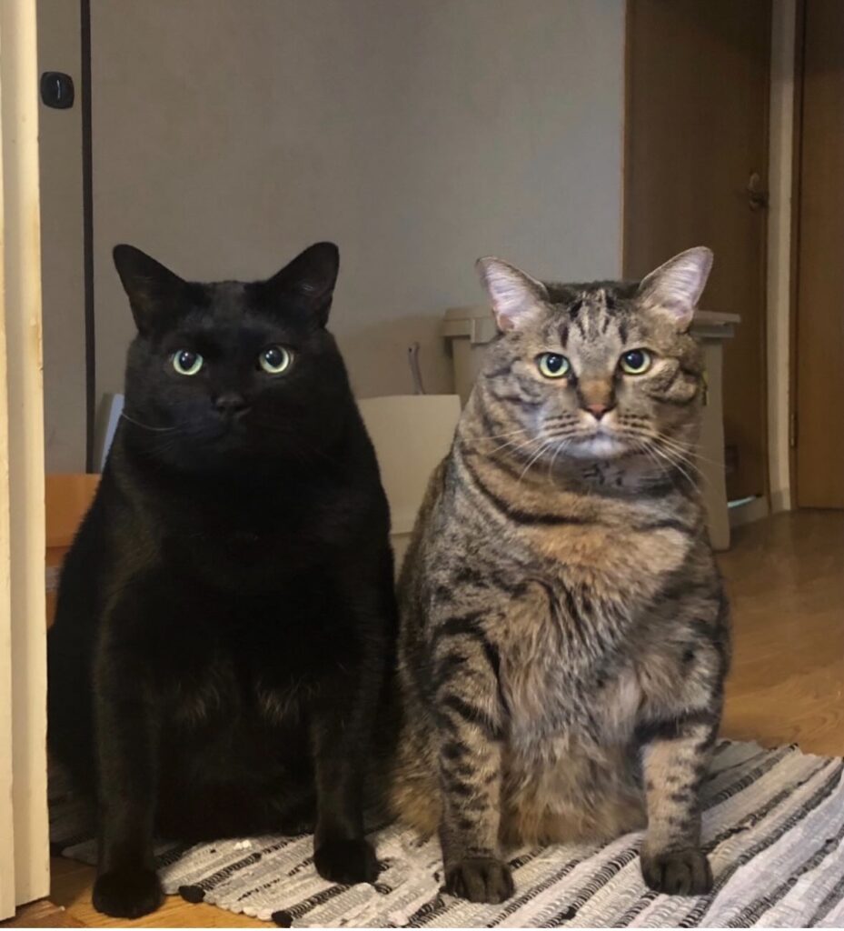 成長した様子（＠coco_nyanco2さんより提供）