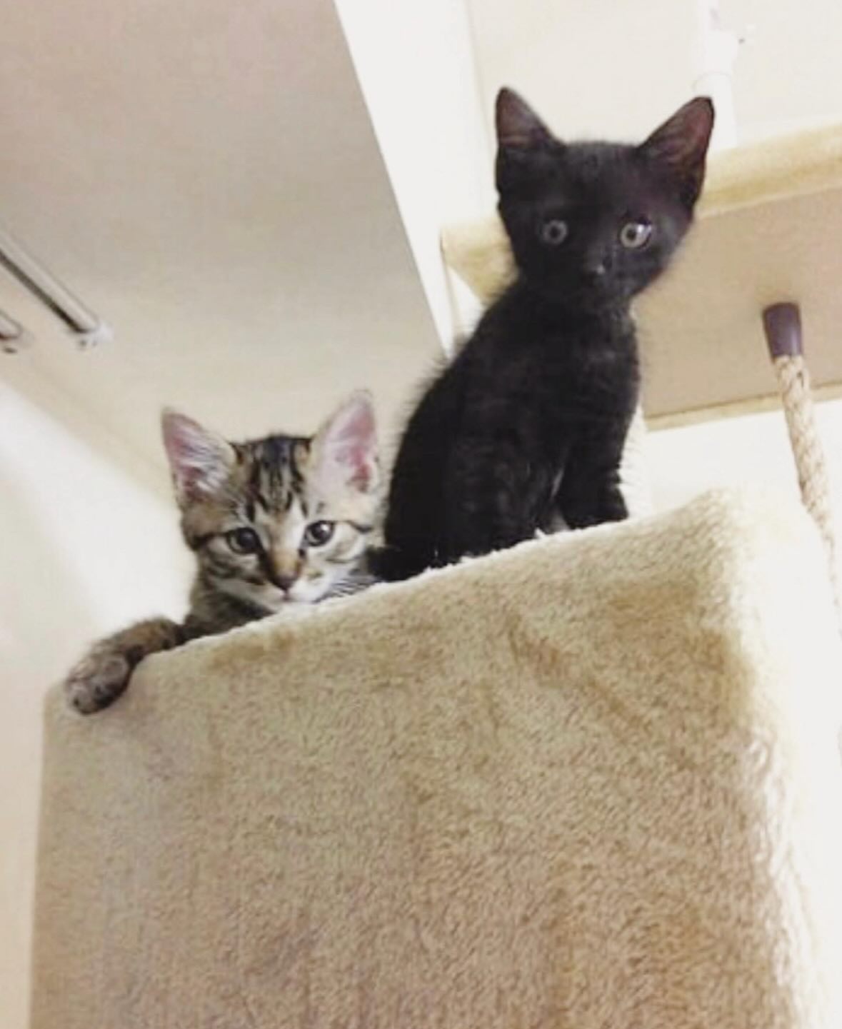 小さな双子の子猫が成長すると…　→10年後の”衝撃的な姿”に「なんだこの完璧なシルエットは…！」「よい！最高！」