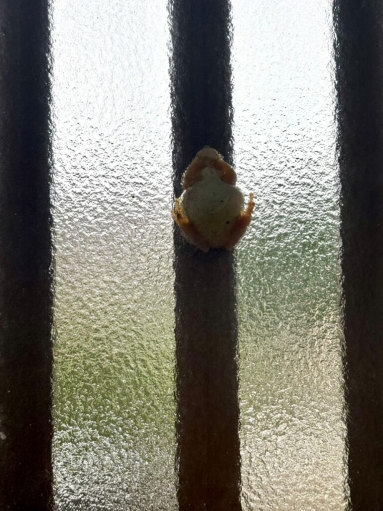 【実際の写真】　投稿者さんが見た光景