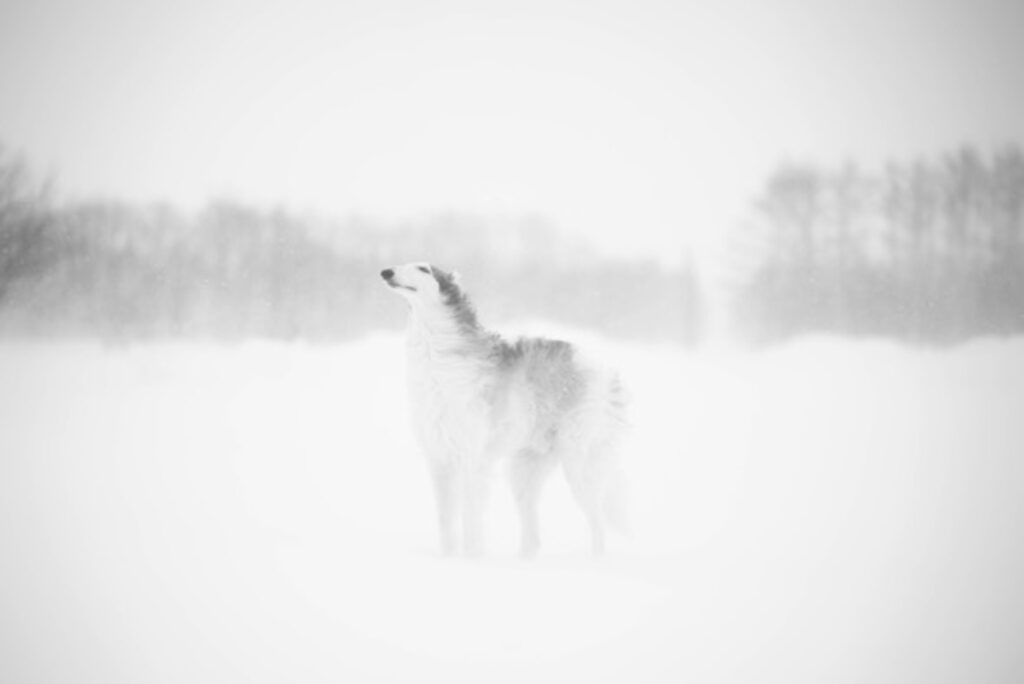 雪国での1ショット（@ton_dog_beagleさんより提供）