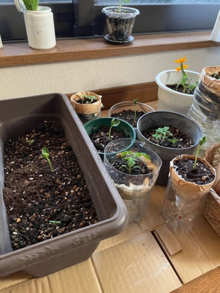 6月末の様子（＠slow_mochimochiさんより提供）