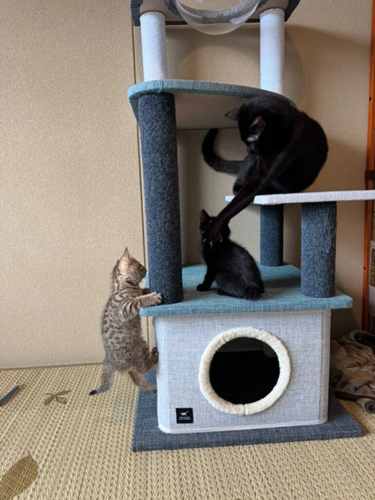 キジトラちゃんも先住猫と仲良く…（@i.nozomi__00さんより提供）