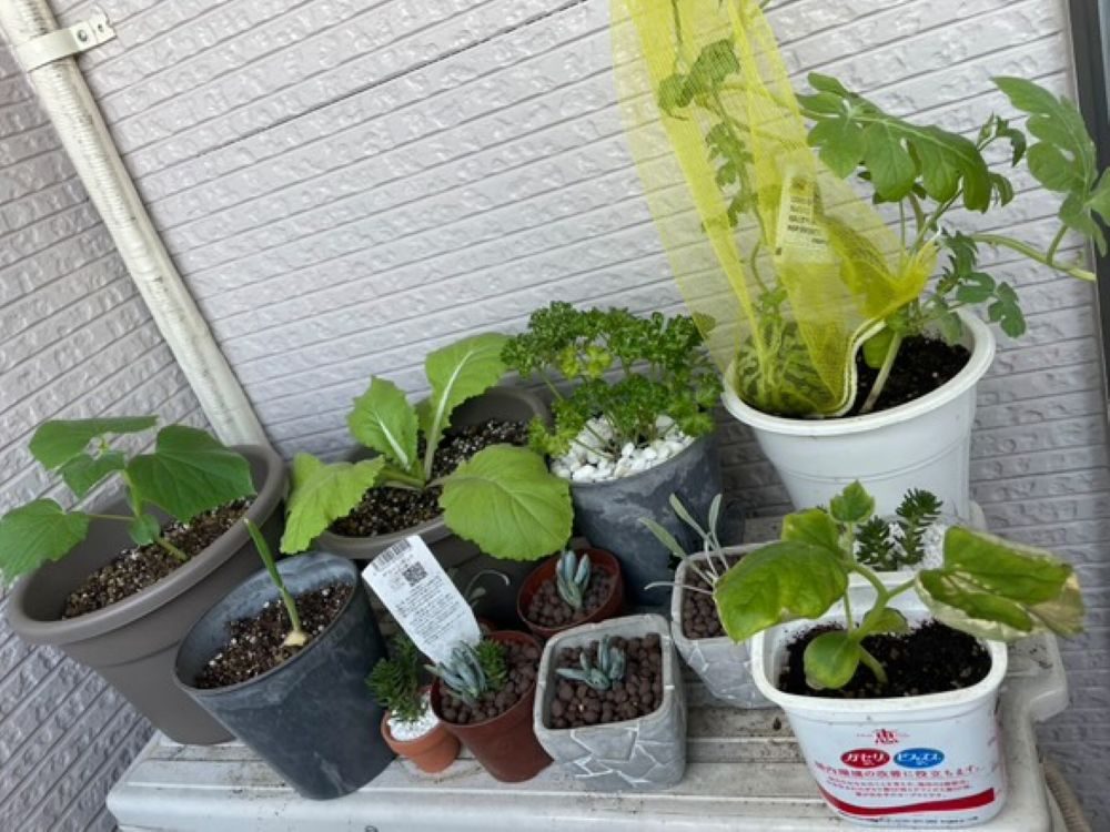 家庭菜園②・10月頭の室外機の上（＠slow_mochimochiさんより提供）
