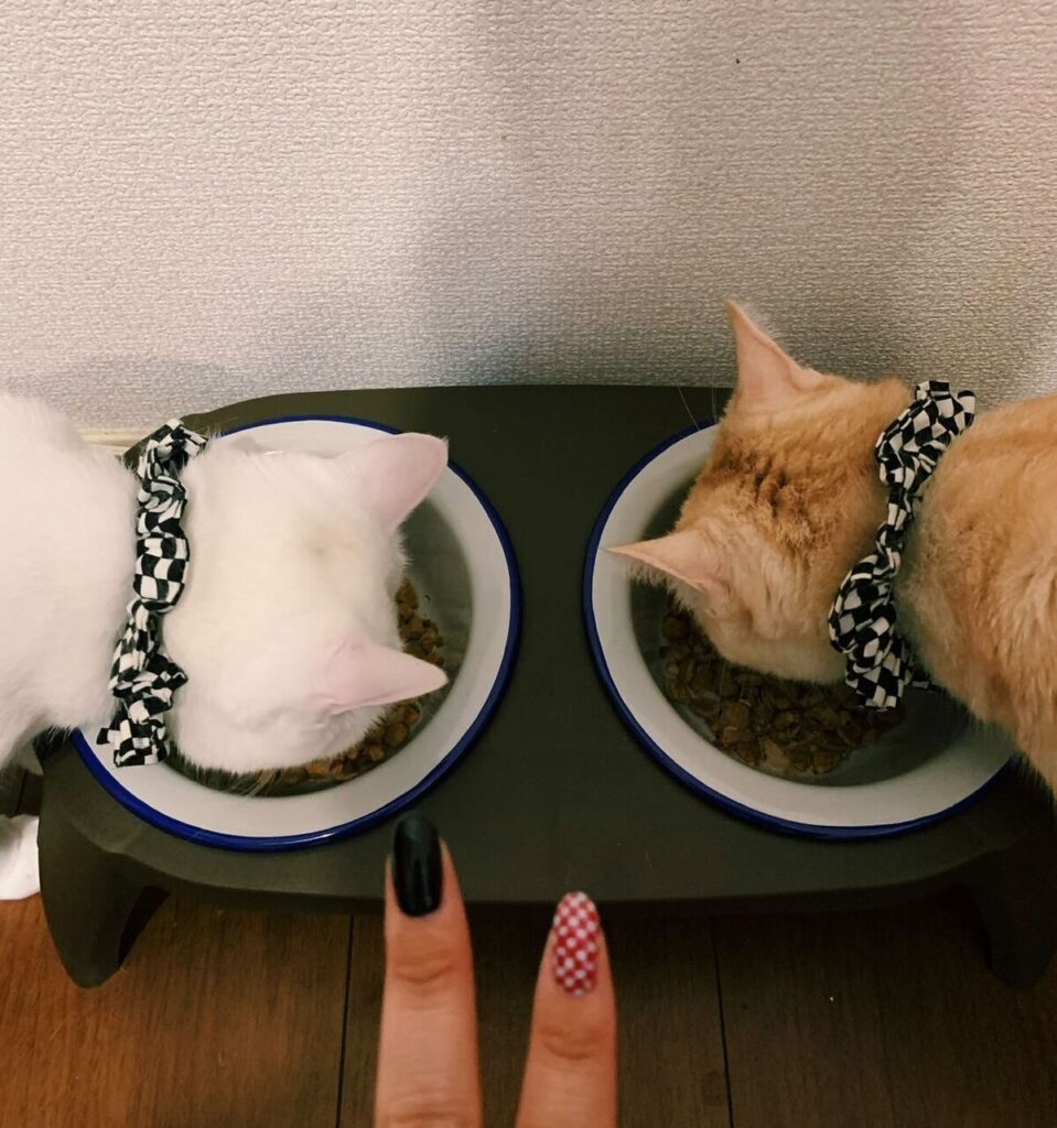 モナちゃんとご飯を食べる様子（@25_138_9さんより提供）