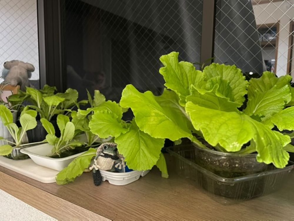 家庭菜園③・窓際の白菜（＠slow_mochimochiさんより提供）