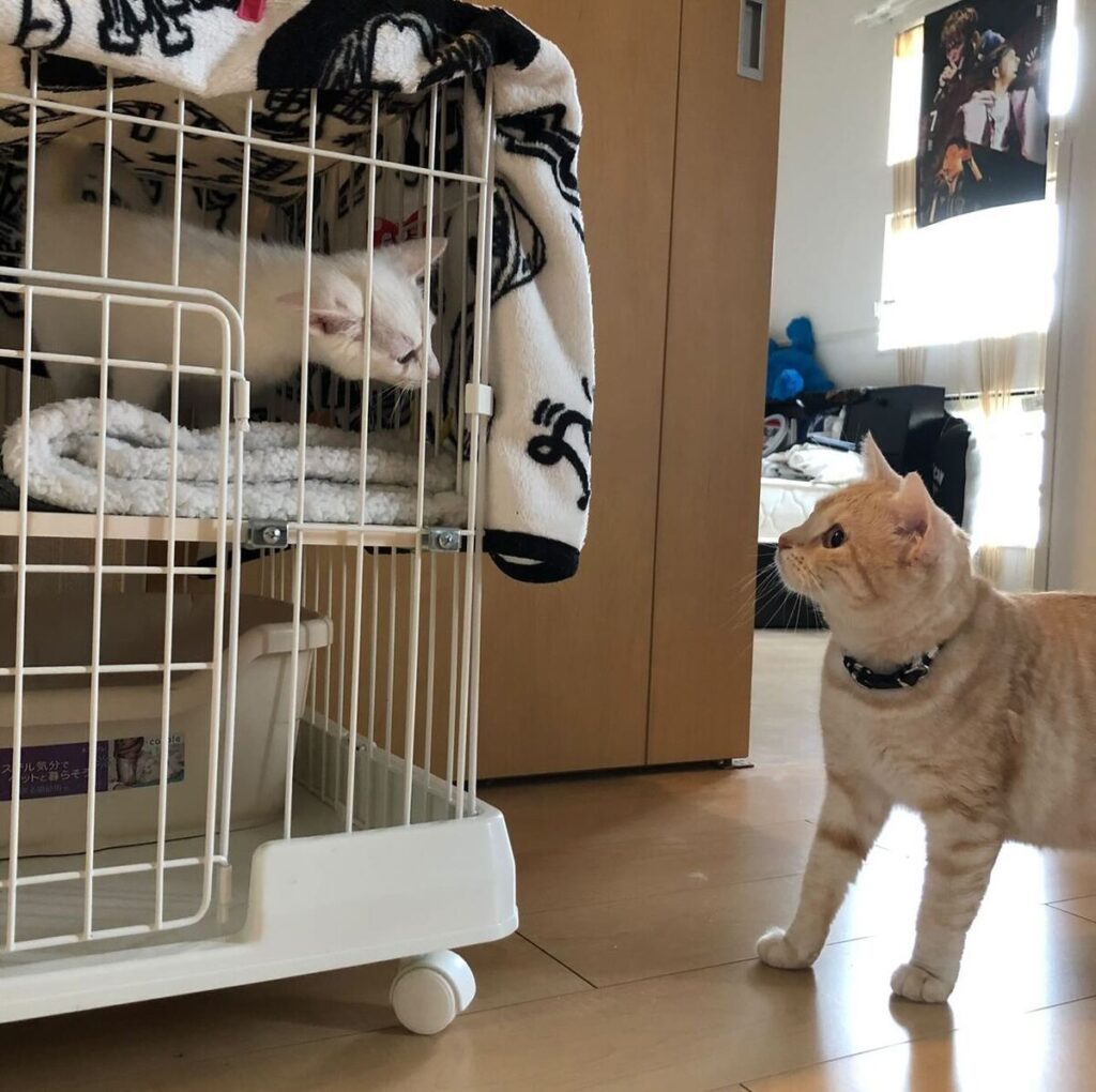 先住猫のモナちゃんと初めて会った日（@25_138_9さんより提供）