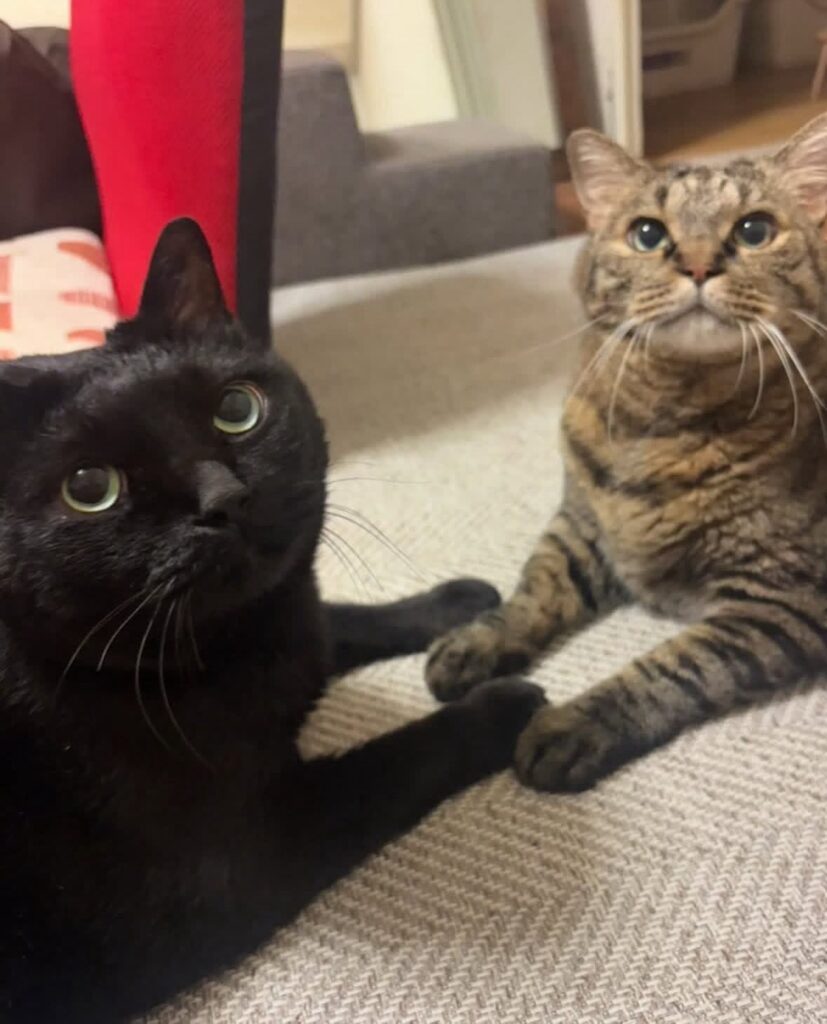 普段の様子④（＠coco_nyanco2さんより提供）