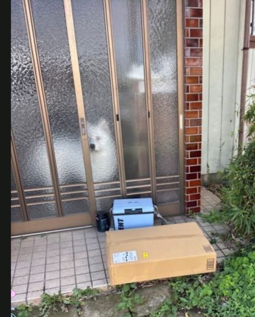 配達員さんが撮った写真（＠macchokun_0428さんより提供）