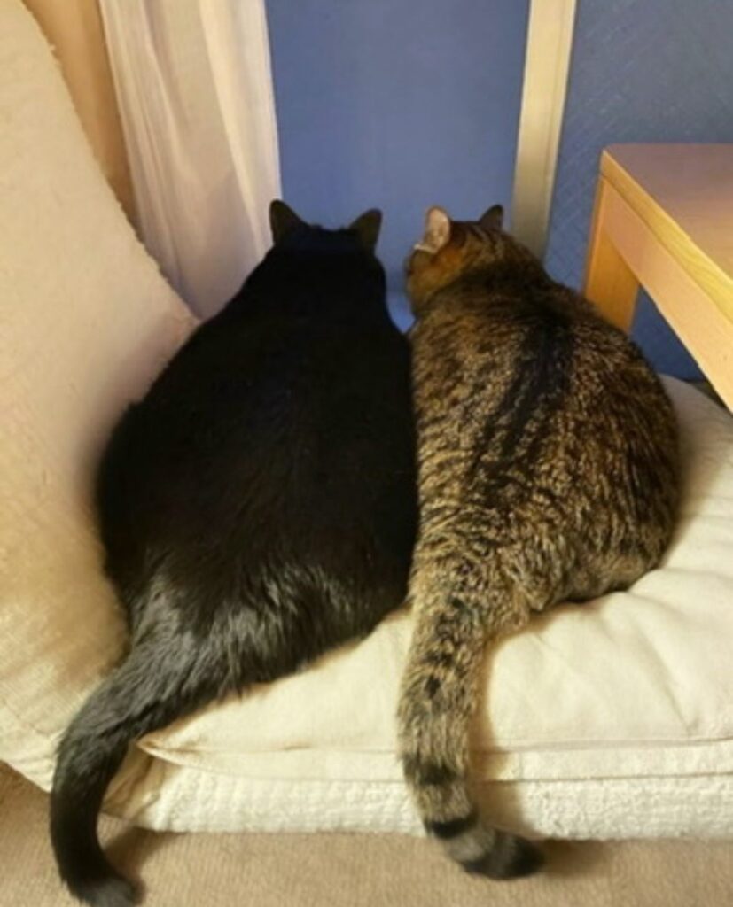 普段の様子②（＠coco_nyanco2さんより提供）