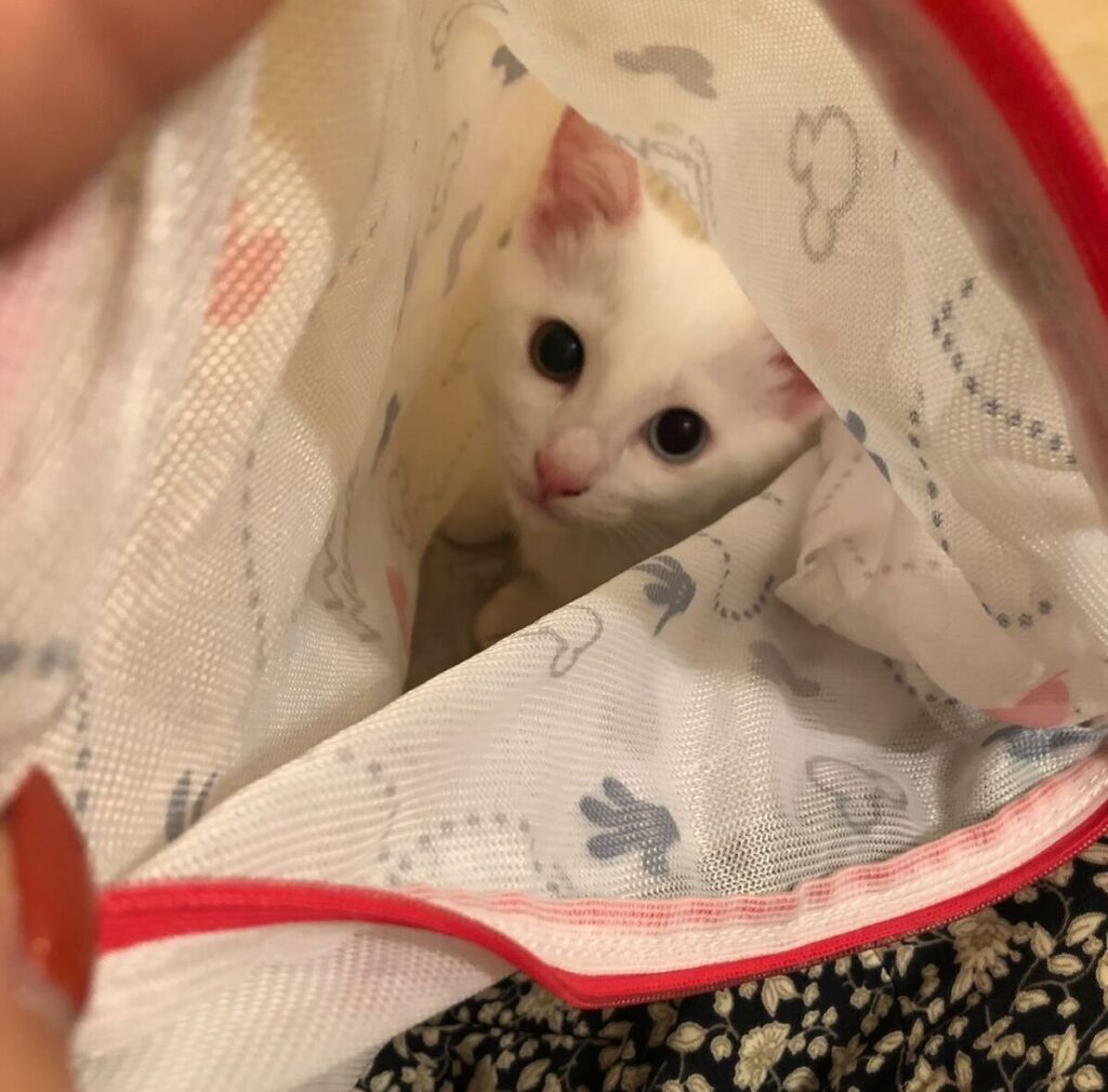 保護した当日（@25_138_9さんより提供）