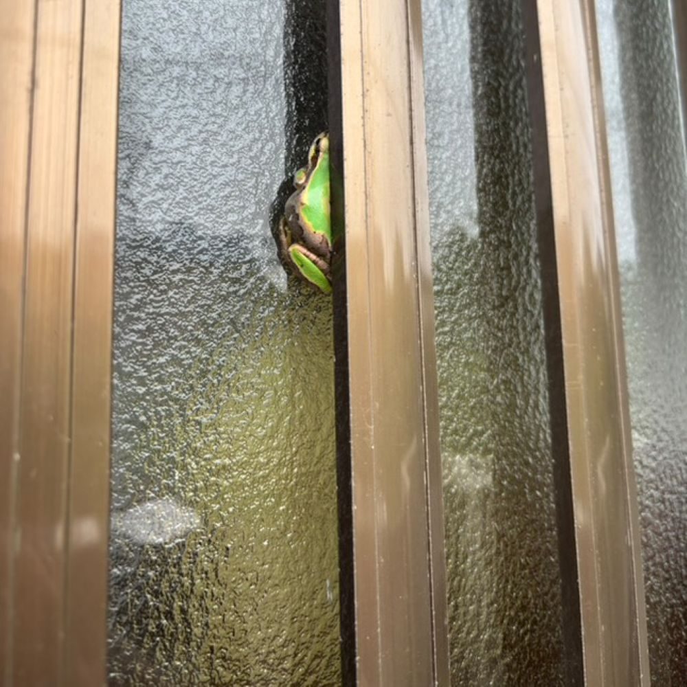 玄関にたたずむカエル①（＠shikisainokoniwaさんより提供）