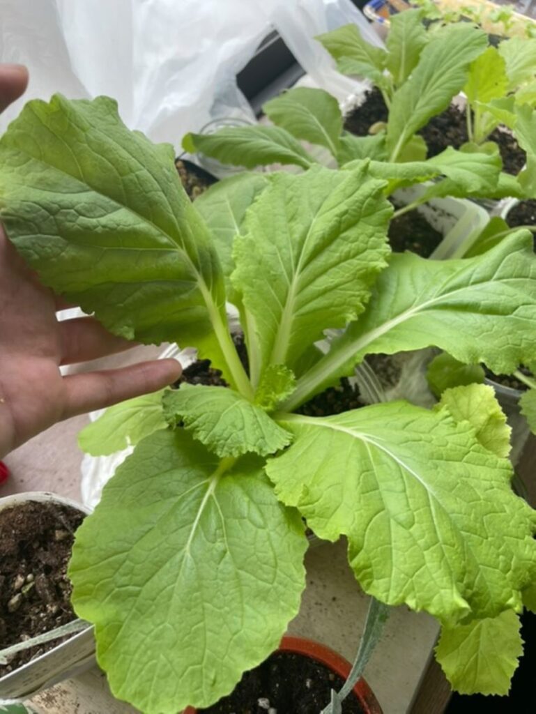 家庭菜園①・10月頭の白菜（＠slow_mochimochiさんより提供）