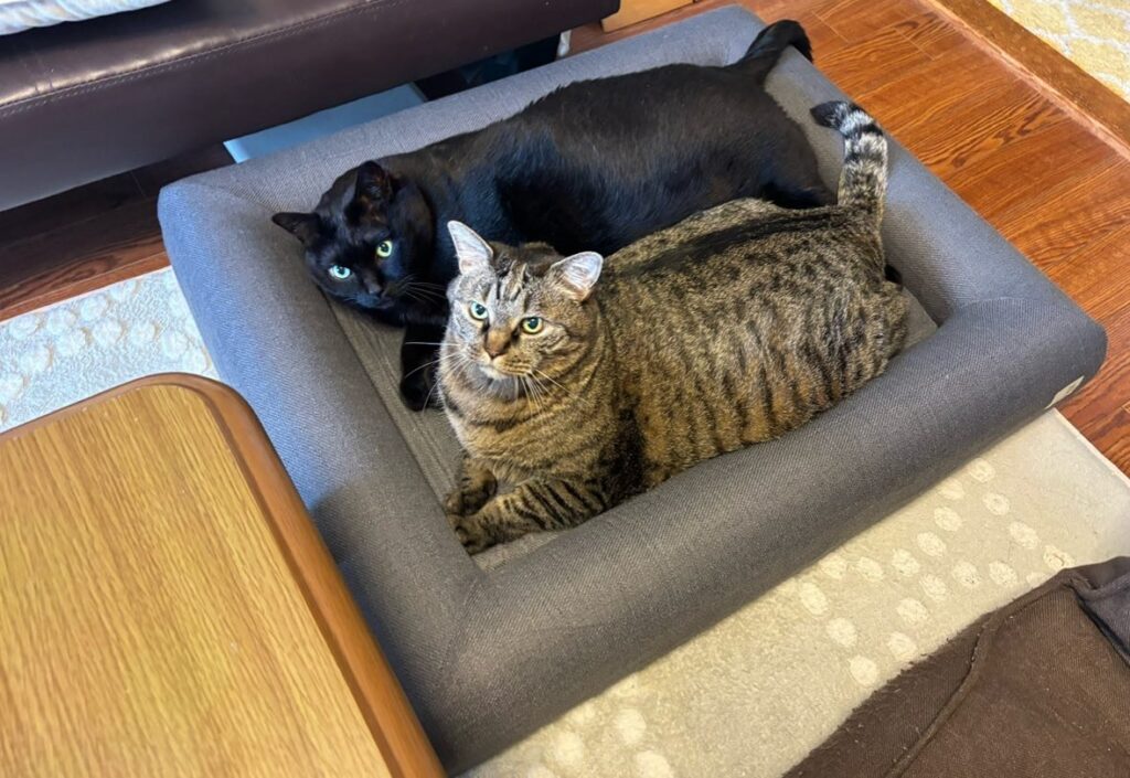 普段の様子⑥（＠coco_nyanco2さんより提供）