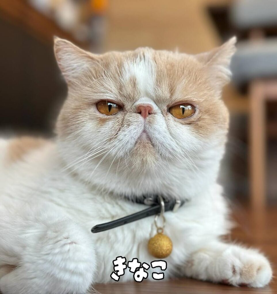 肝っ玉母ちゃんのきなこちゃん（@ekizonokinakoさんより提供）