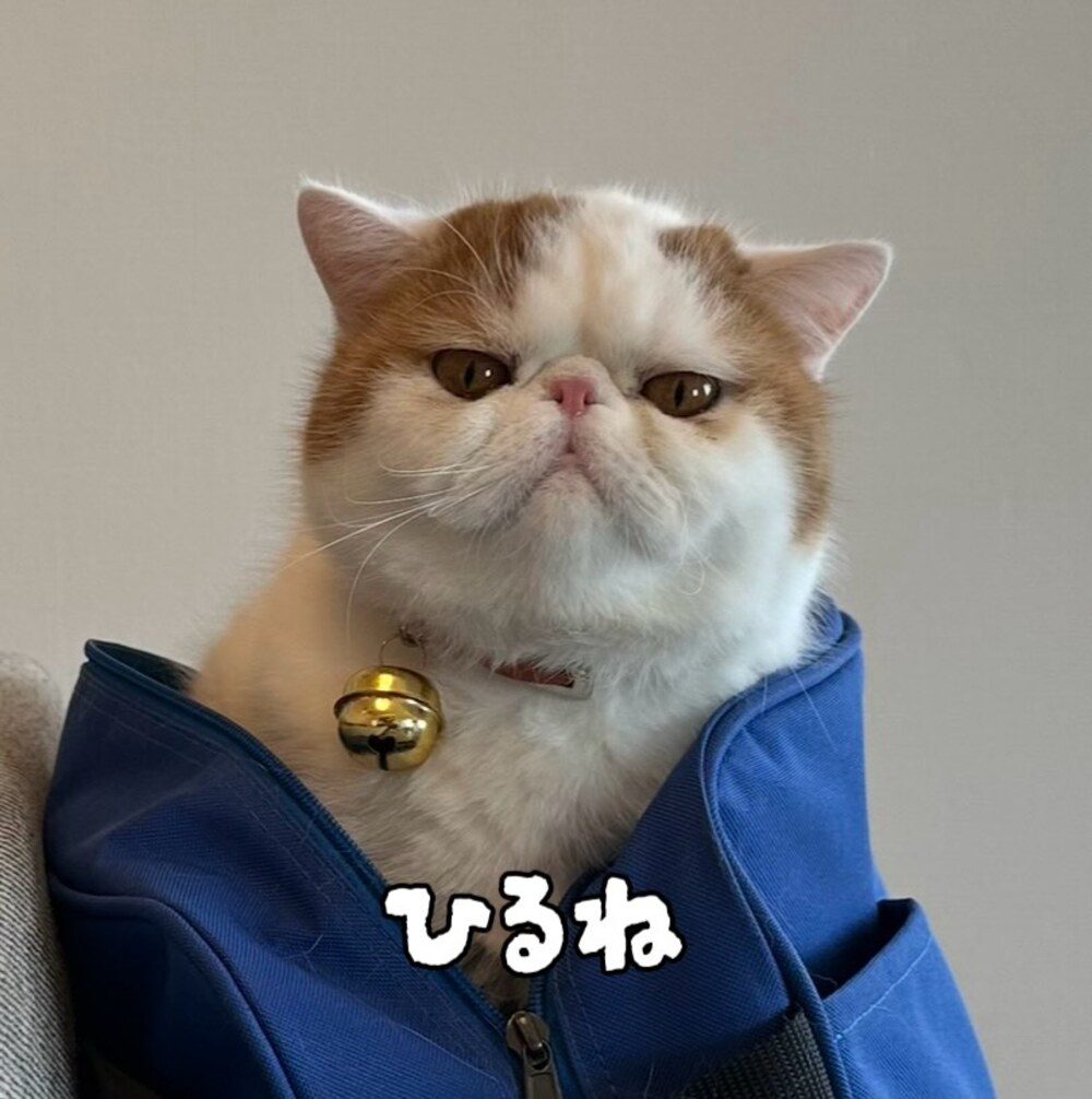 きなこちゃんの長男ひるねくん（@ekizonokinakoさんより提供）