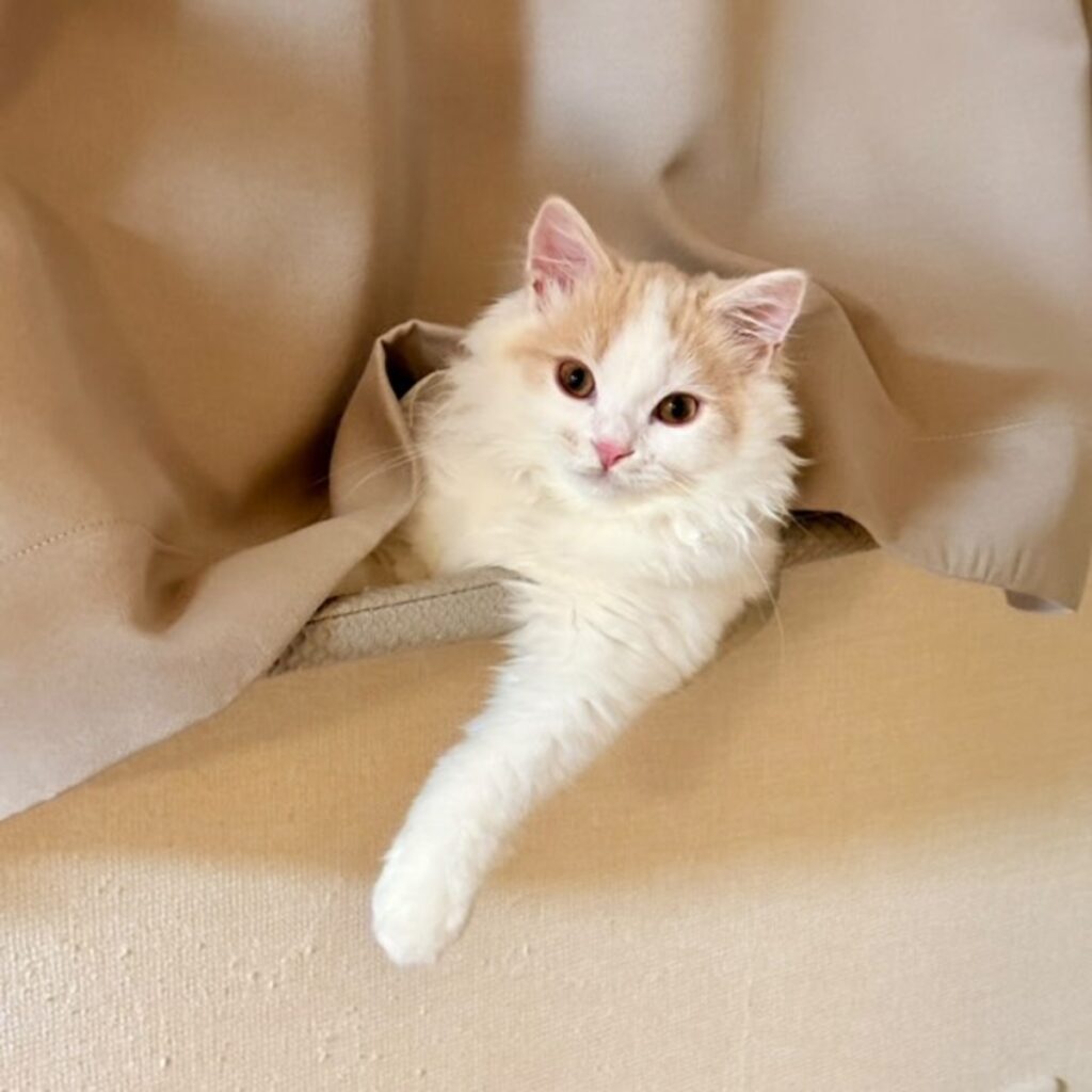 【実際の写真】投稿者さんが見た光景