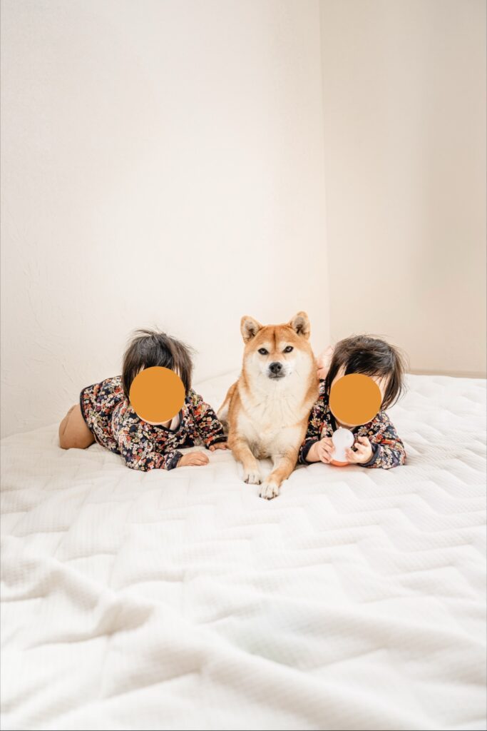 娘さんに囲まれるむぎちゃん（＠shiba_mugistaさんより提供）