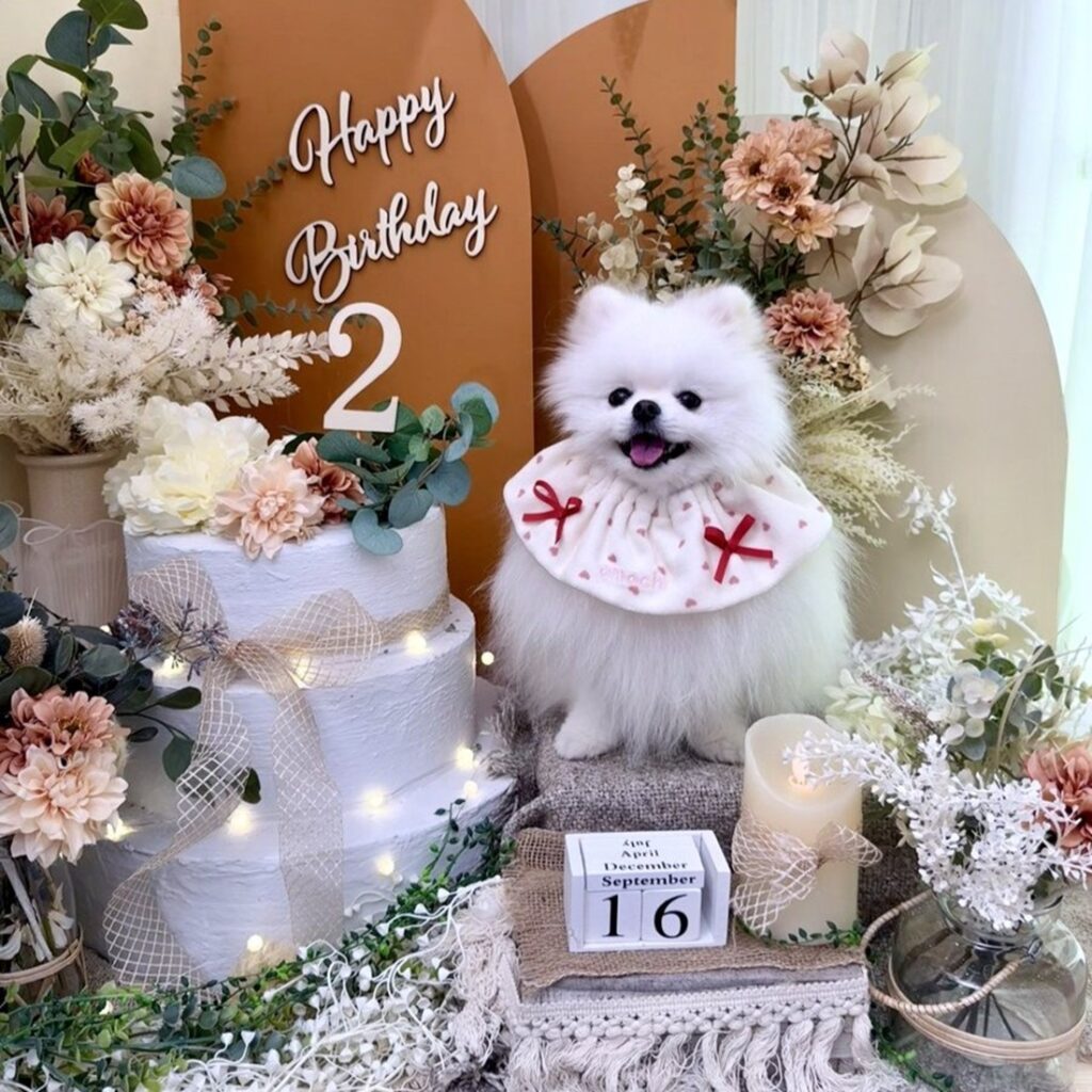 2歳の誕生日おめでとう！（@omochi_pome16さんより提供）