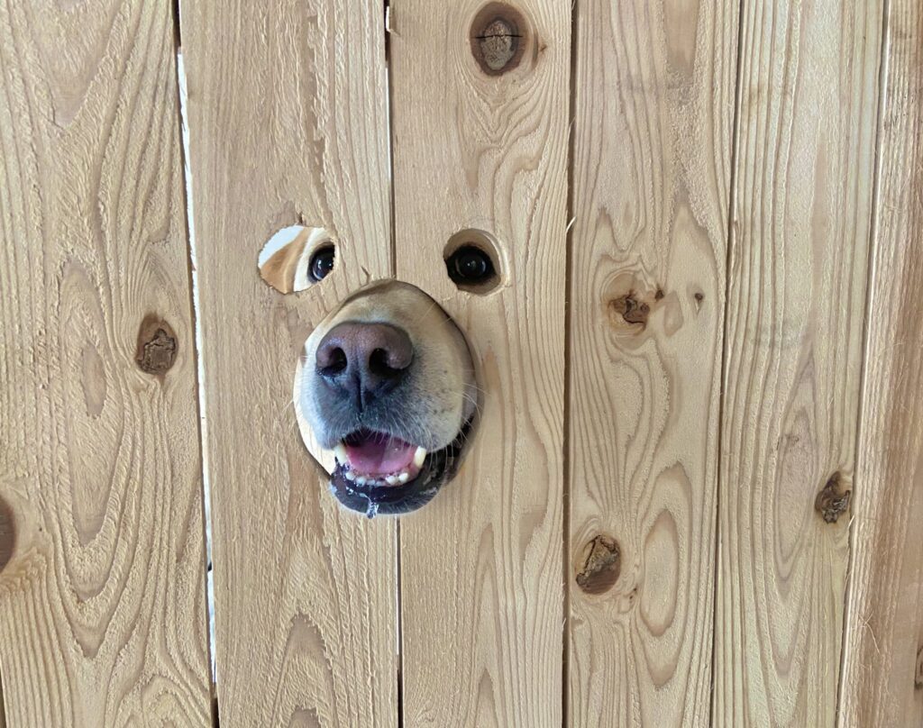 穴から覗くロキくん（＠loki_dog016さんより提供）