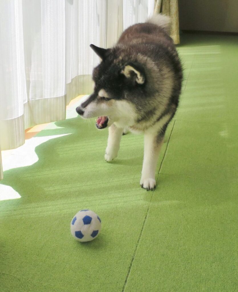 【写真】　現在の姿