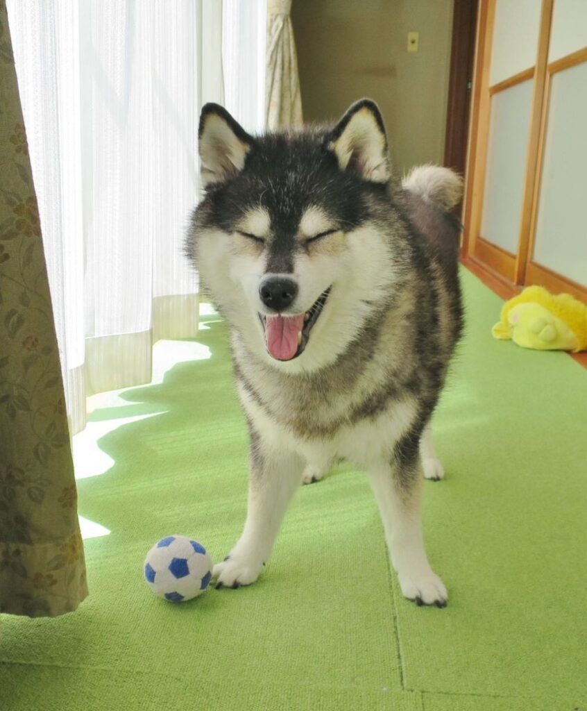 普段の様子②（＠yachiyachi11さんより提供）