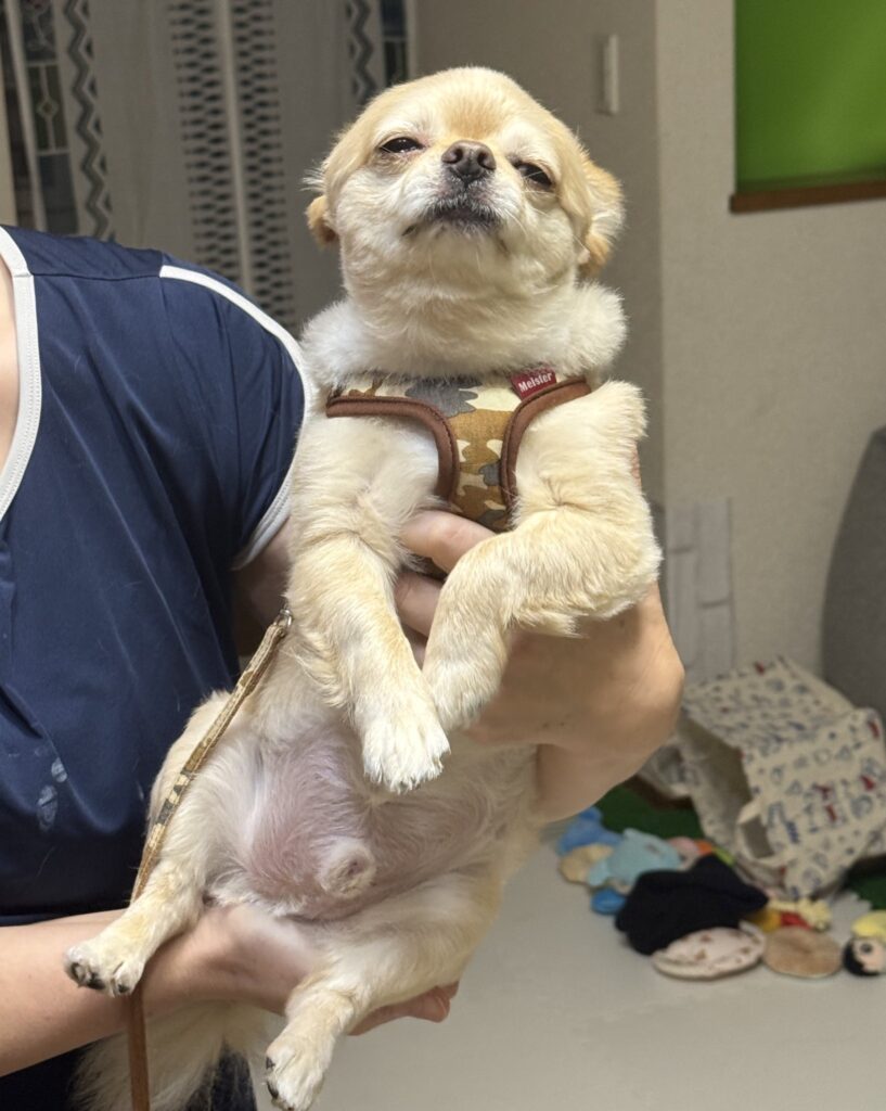 お母さんの抱っこ（＠731tenさんより提供）