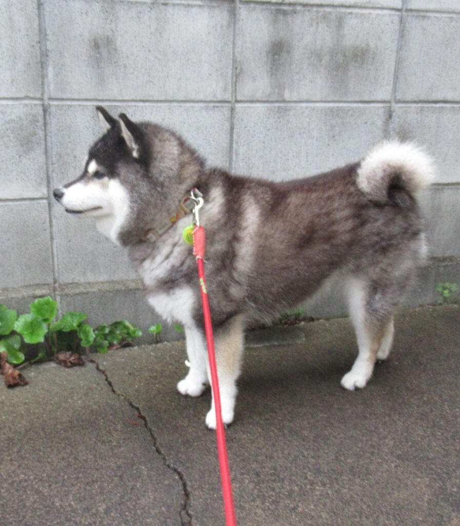 ヤチちゃん①（＠yachiyachi11さんより提供）