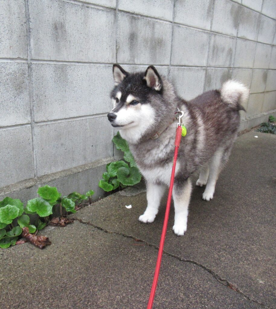 ヤチちゃん②（＠yachiyachi11さんより提供）