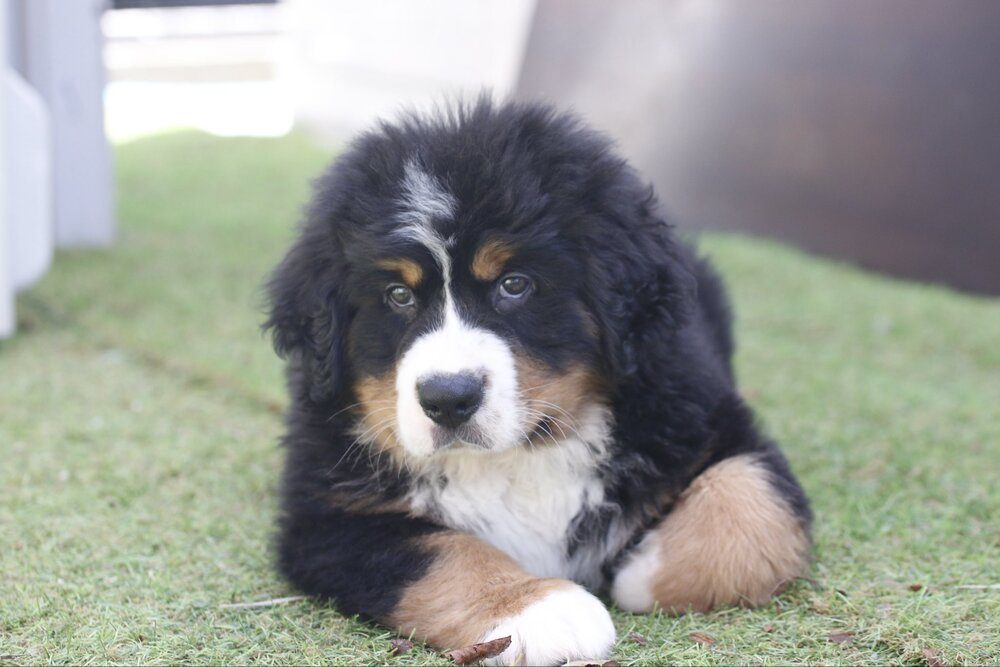 生後2ヶ月の黒いフワフワの犬　　→3歳になった現在の姿に「可愛い」「左足曲げるこだわり」