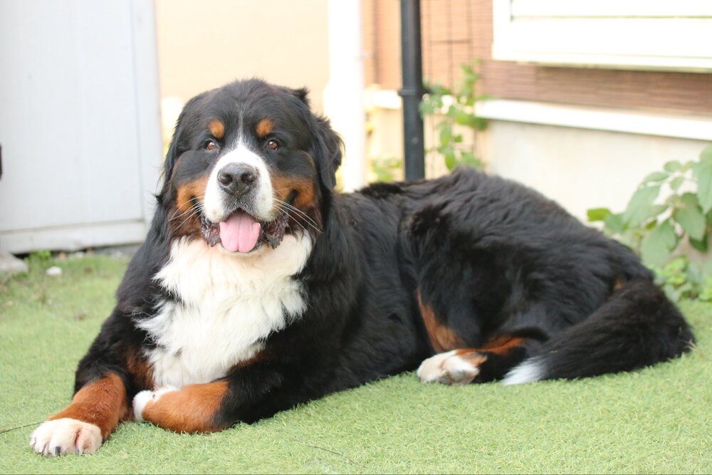 3歳（@CEDRIC_mztmさんより提供）