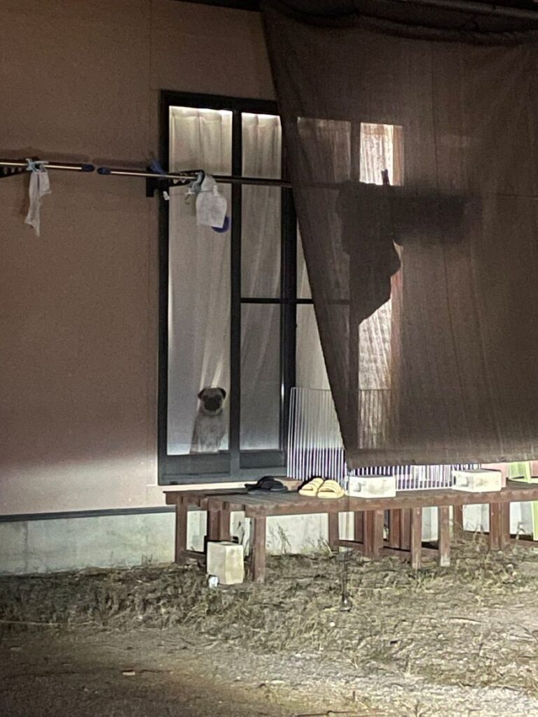 飼い主さんの帰宅を待つ万咲くん（＠3mO1vmCNYtEPcWwさんより提供）